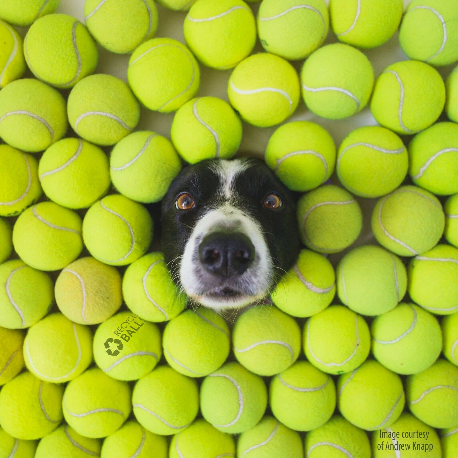 200 Used Tennis Balls  Low Cost Doggie Balls With Bounce  Free Ship - Save 10%